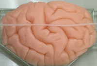 OKUMURA Simulator Brain